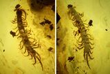Detailed Fossil Centipede (Chilopoda) In Baltic Amber #135028-1